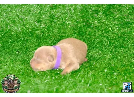 a piglet on grass